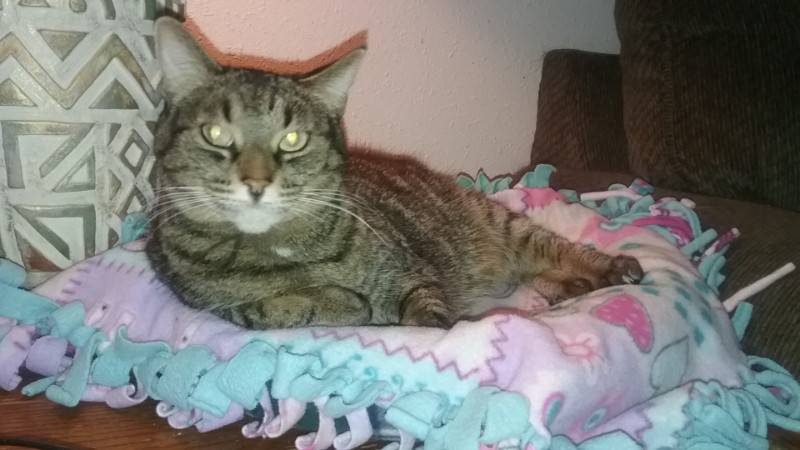 Tutti of the thebugster08 family