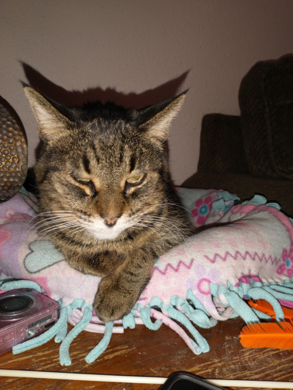 Tutti of the thebugster08 family