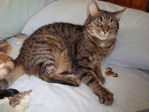 Tutti of the thebugster08 family