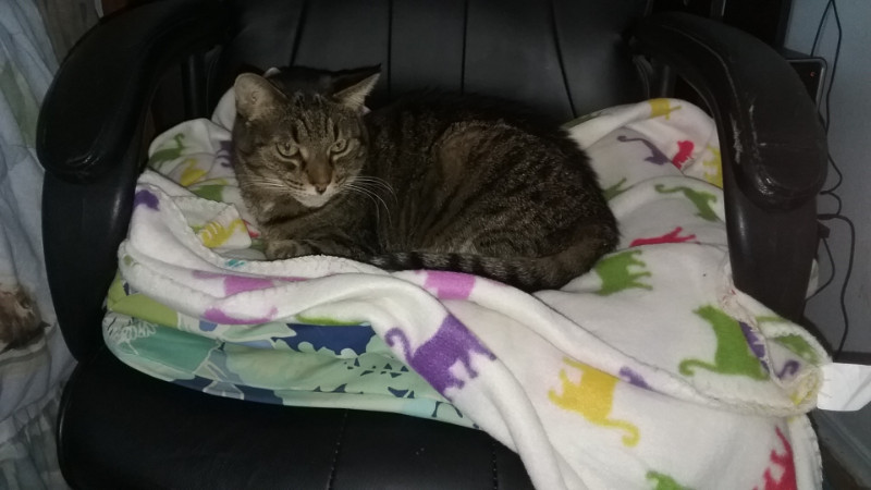 Tutti of the thebugster08 family