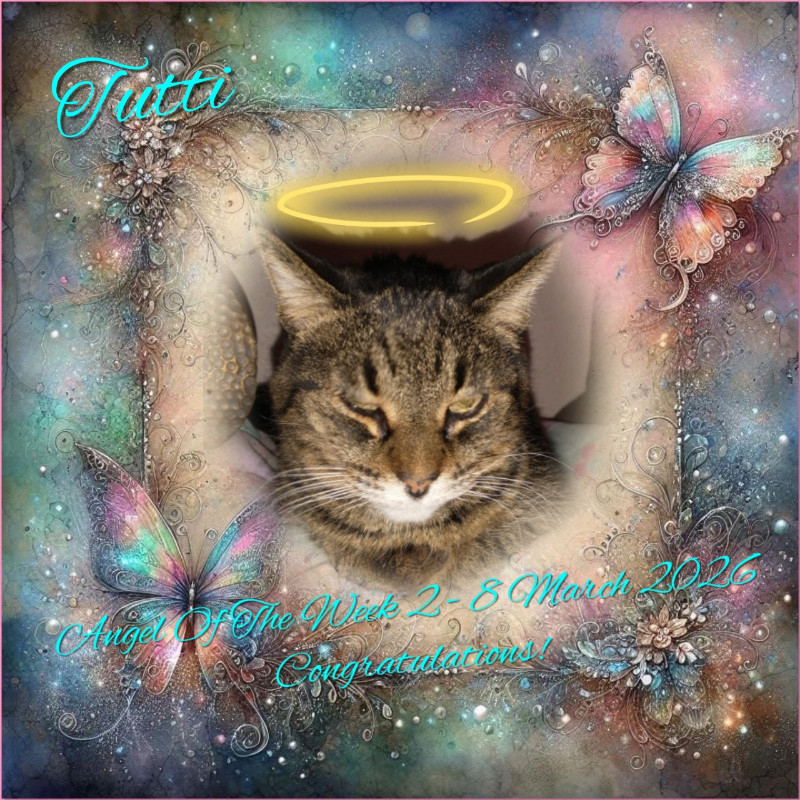 thebugster08 uploaded   48  day/s  ago