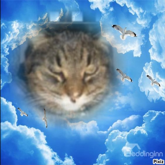 Tutti of the thebugster08 family