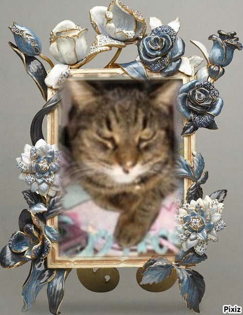 thebugster08 uploaded   49  day/s  ago