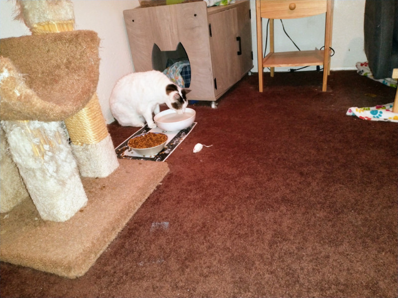 thebugster08 uploaded   207  day/s  ago