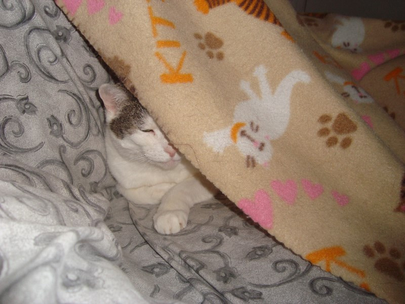 thebugster08 uploaded   207  day/s  ago