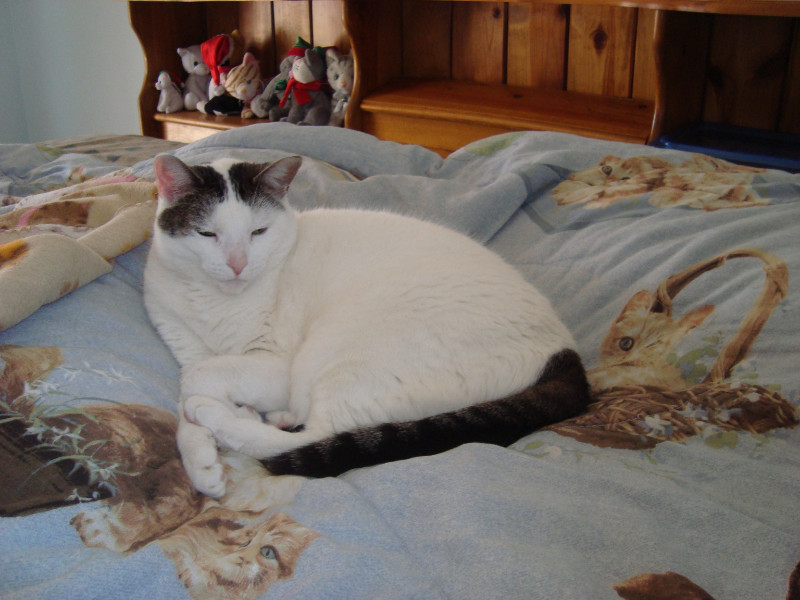 thebugster08 uploaded   207  day/s  ago