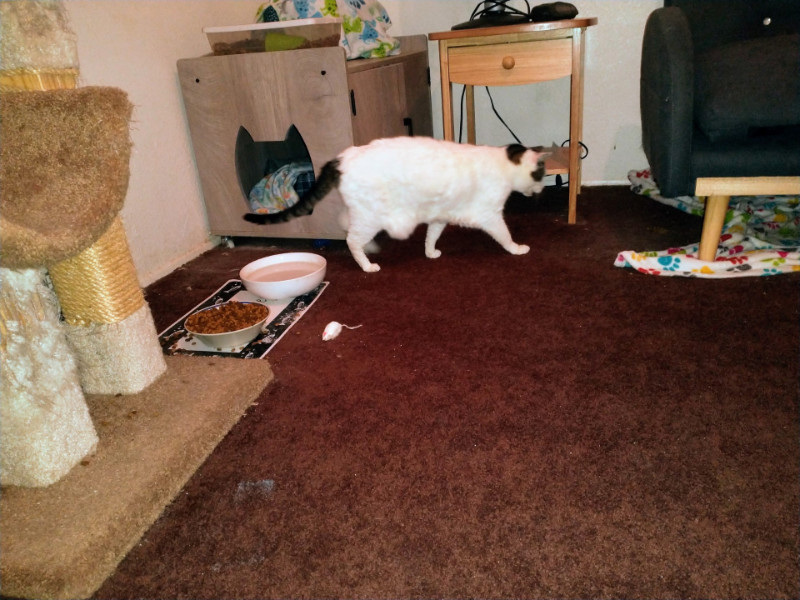 thebugster08 uploaded   207  day/s  ago