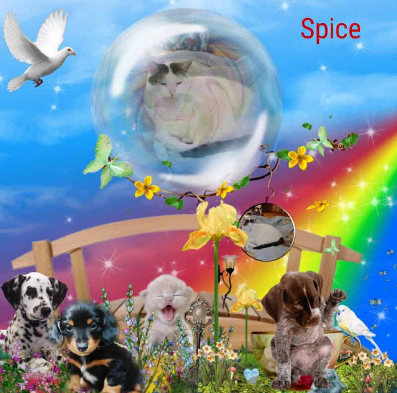 Spice of the thebugster08 family