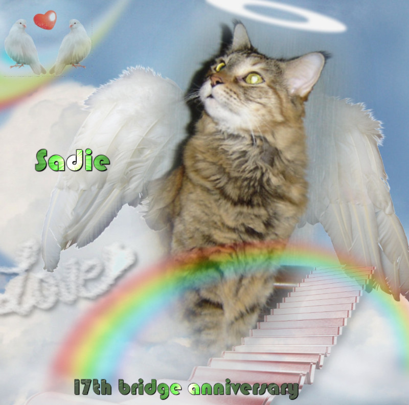 Sadie of the thebugster08 family