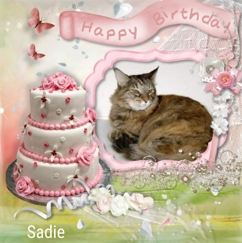 Sadie of the thebugster08 family