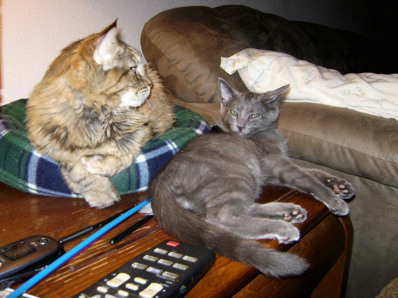 thebugster08 uploaded   207  day/s  ago