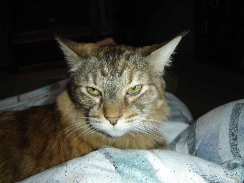 thebugster08 uploaded   207  day/s  ago