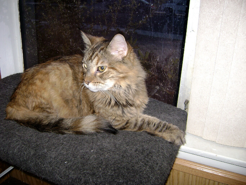 thebugster08 uploaded   207  day/s  ago