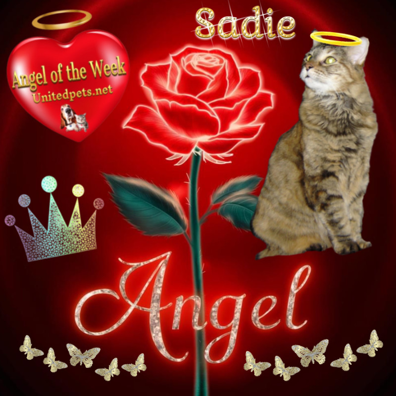 Sadie of the thebugster08 family