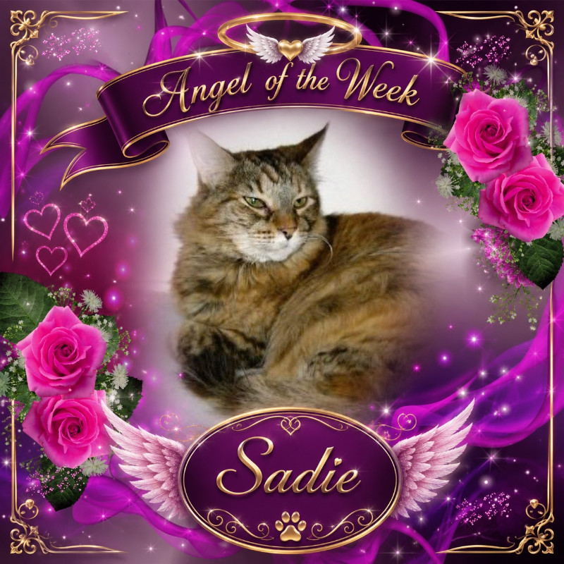 Sadie of the thebugster08 family