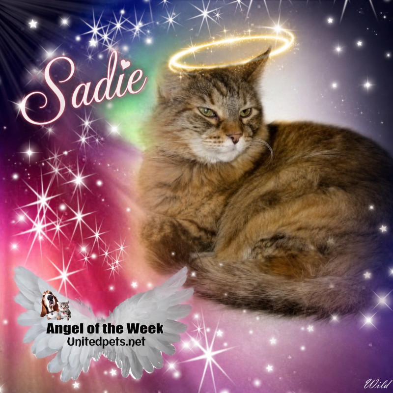 Sadie of the thebugster08 family