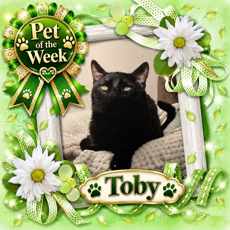 Toby of the thebugster08 family
