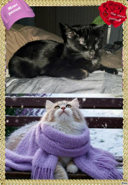 thebugster08 uploaded   85  day/s  ago