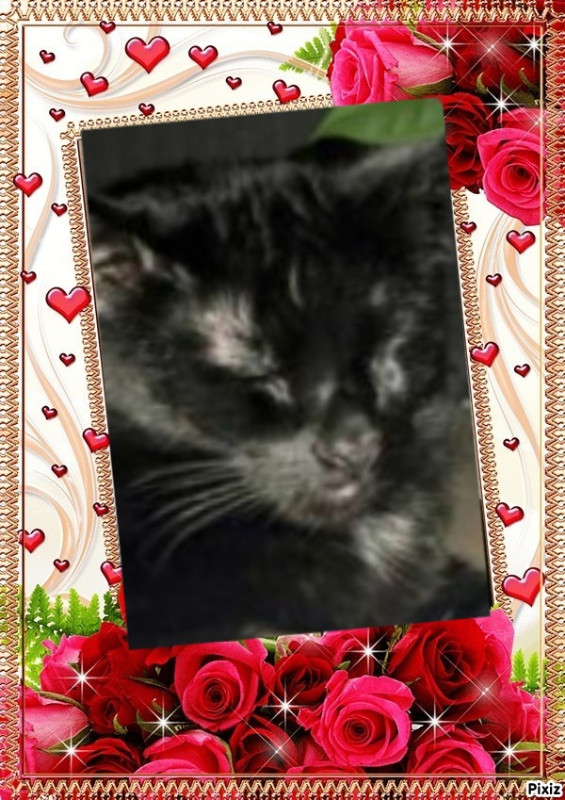 thebugster08 uploaded   83  day/s  ago