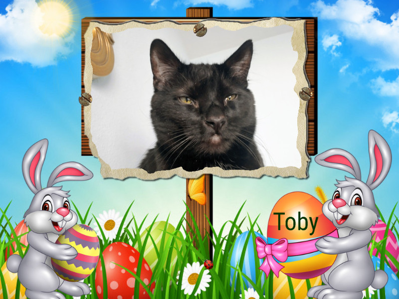 Toby of the thebugster08 family