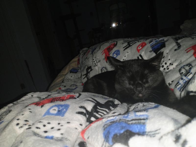 thebugster08 uploaded   179  day/s  ago