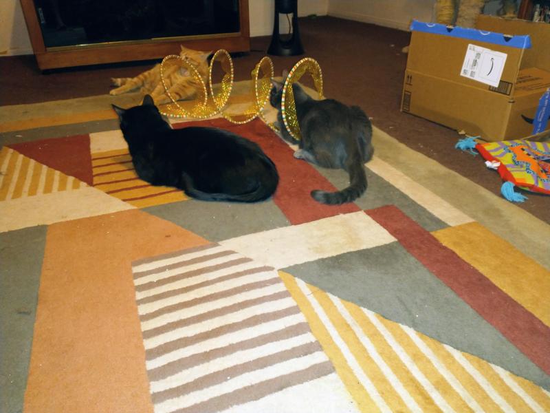 thebugster08 uploaded   200  day/s  ago