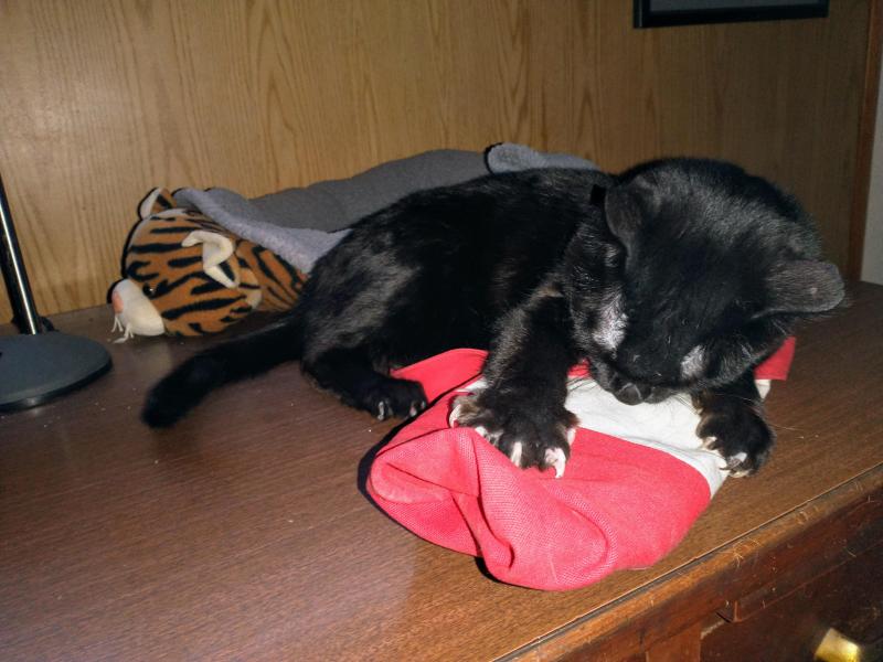 thebugster08 uploaded   1 year/s ago