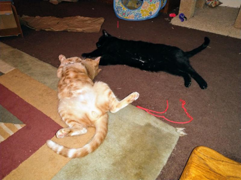 thebugster08 uploaded   1 year/s ago