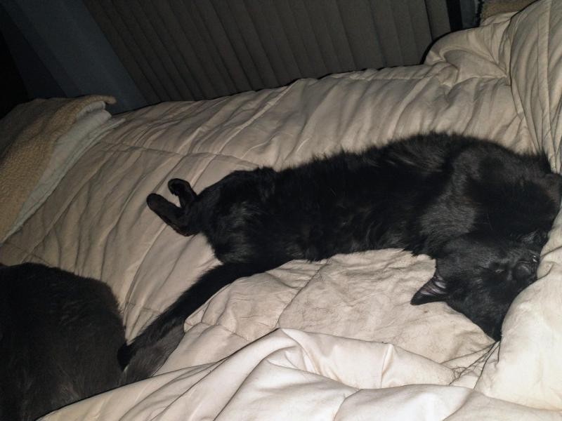 thebugster08 uploaded   1 year/s ago