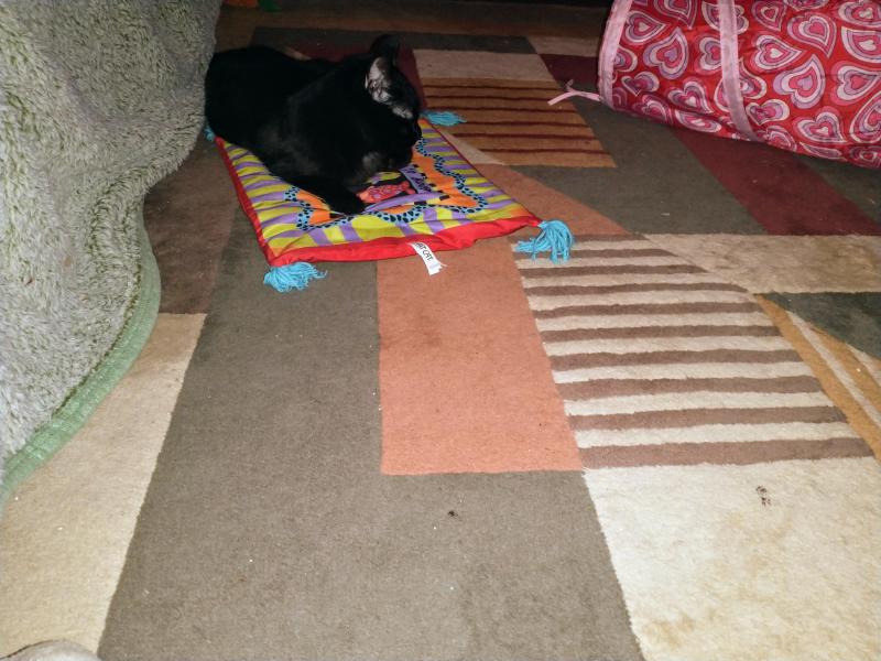 thebugster08 uploaded   344  day/s  ago