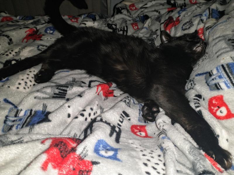 thebugster08 uploaded   309  day/s  ago