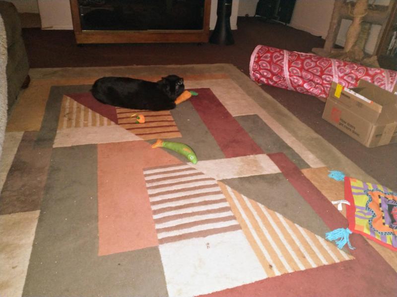 thebugster08 uploaded   330  day/s  ago