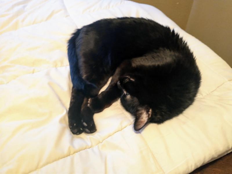 thebugster08 uploaded   287  day/s  ago