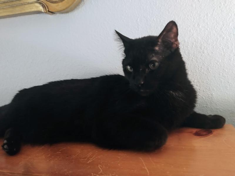 thebugster08 uploaded   259  day/s  ago