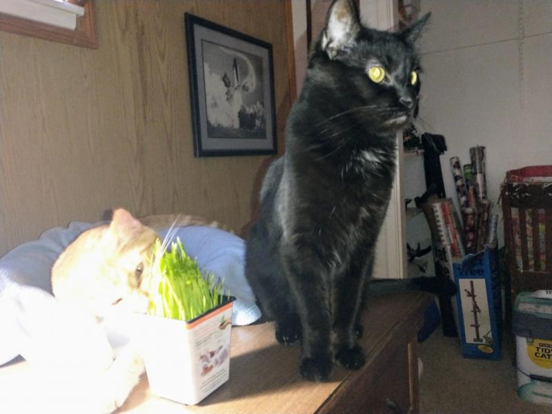 thebugster08 uploaded   252  day/s  ago