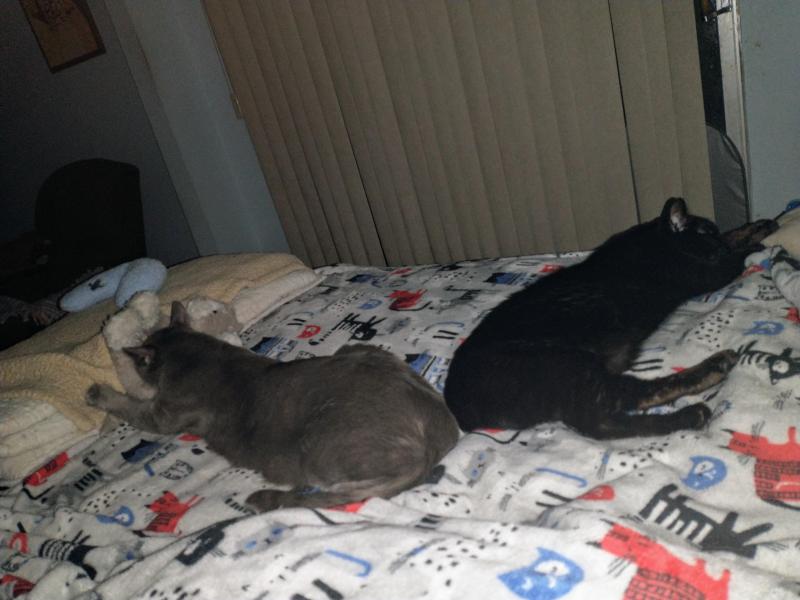 thebugster08 uploaded   243  day/s  ago