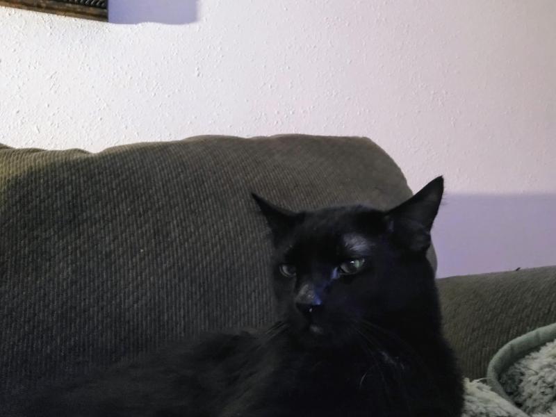 thebugster08 uploaded   266  day/s  ago