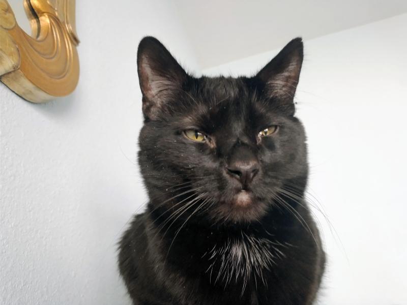 Toby of the thebugster08 family