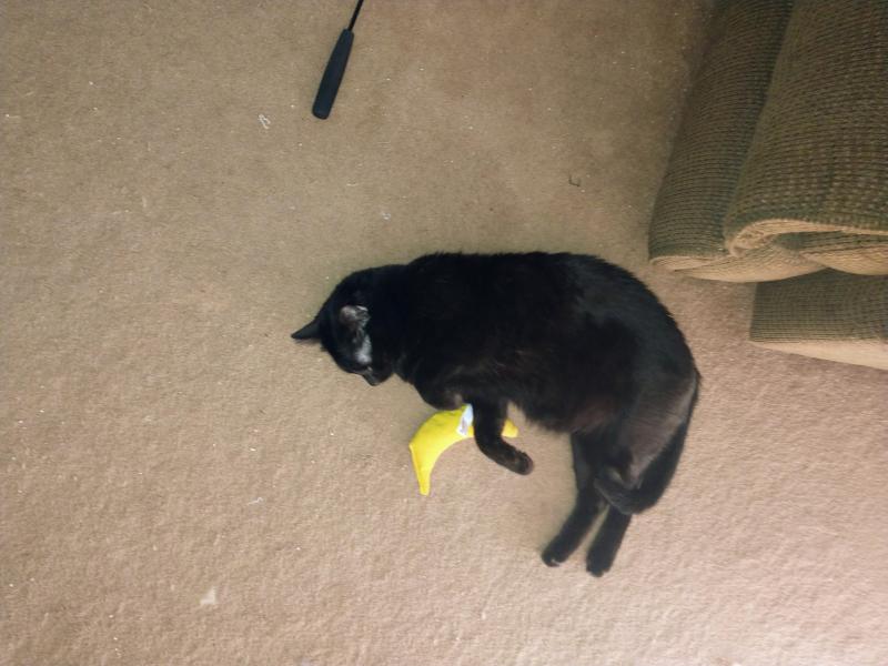 thebugster08 uploaded   79  day/s  ago