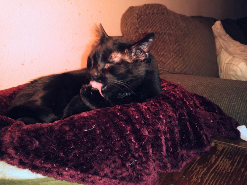 Toby of the thebugster08 family