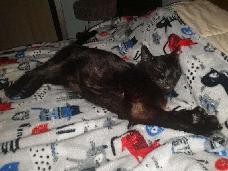 Toby of the thebugster08 family