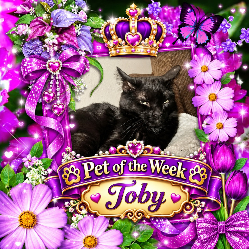 Toby of the thebugster08 family
