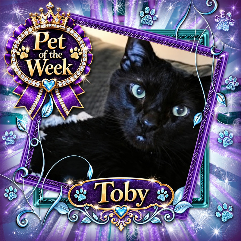 Toby of the thebugster08 family