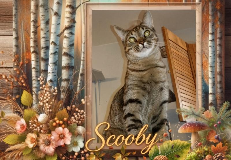 Scooby of the thebugster08 family