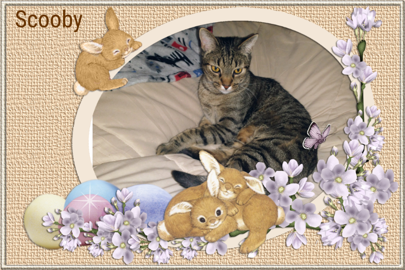 Scooby of the thebugster08 family