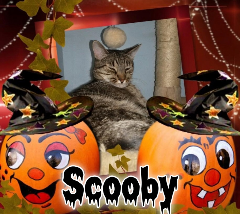 Scooby of the thebugster08 family