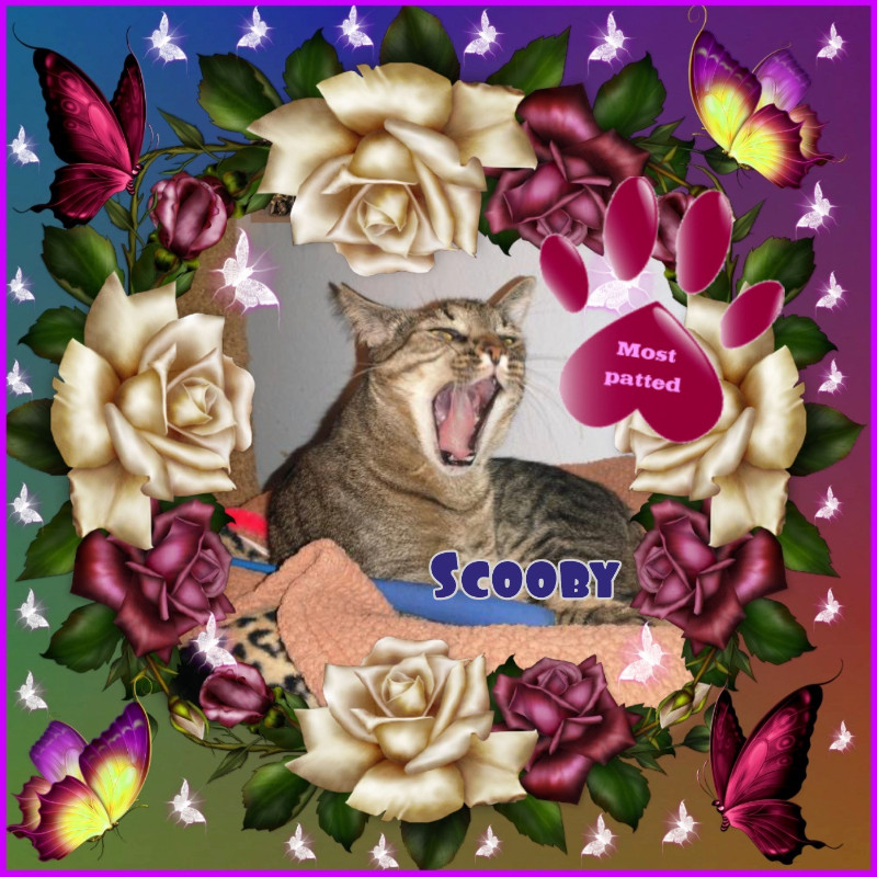 Scooby of the thebugster08 family