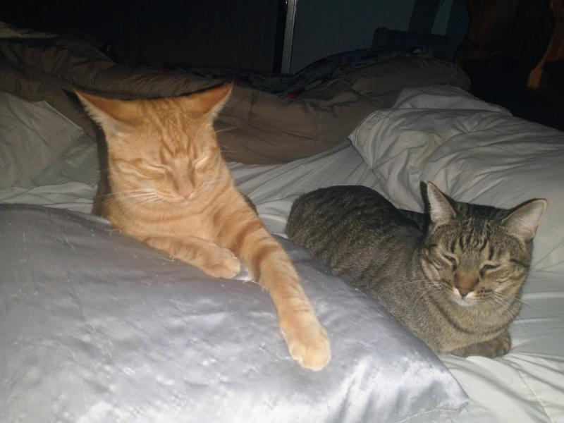 thebugster08 uploaded   186  day/s  ago