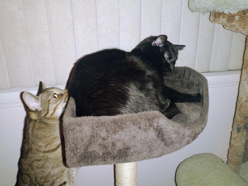 thebugster08 uploaded   150  day/s  ago