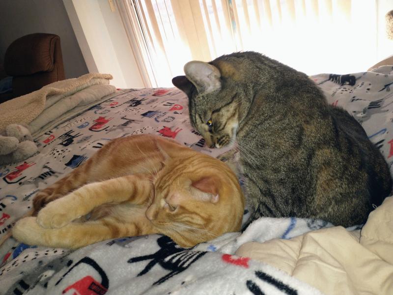 thebugster08 uploaded   129  day/s  ago